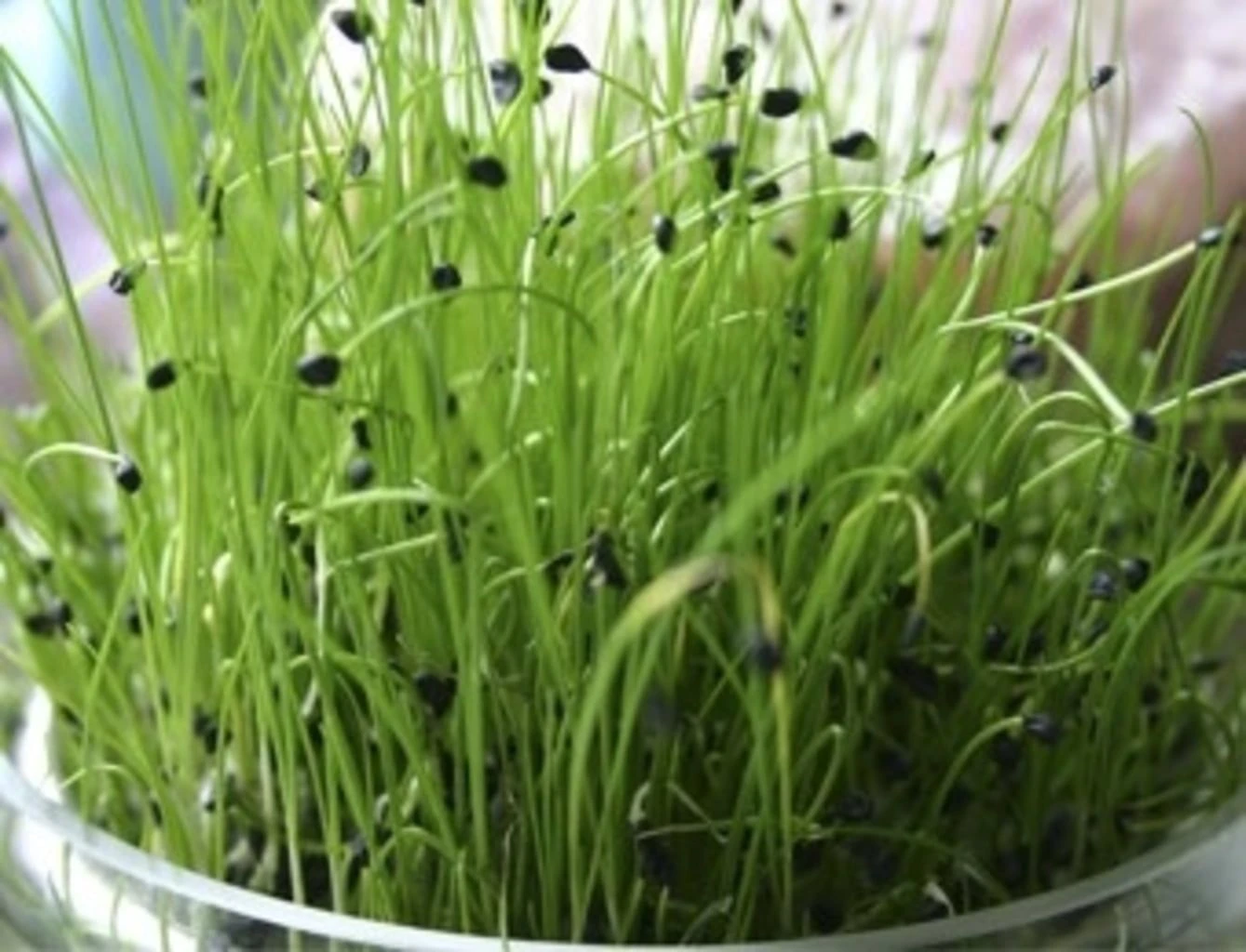 Keimsprossen "Schnittknoblauch", 20 G 3 Keimsprossen "Schnittknoblauch", 20 G