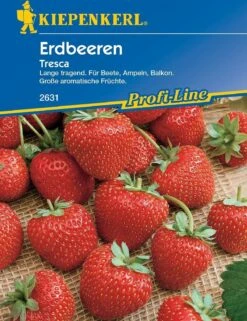 Erdbeeren "Tresca"