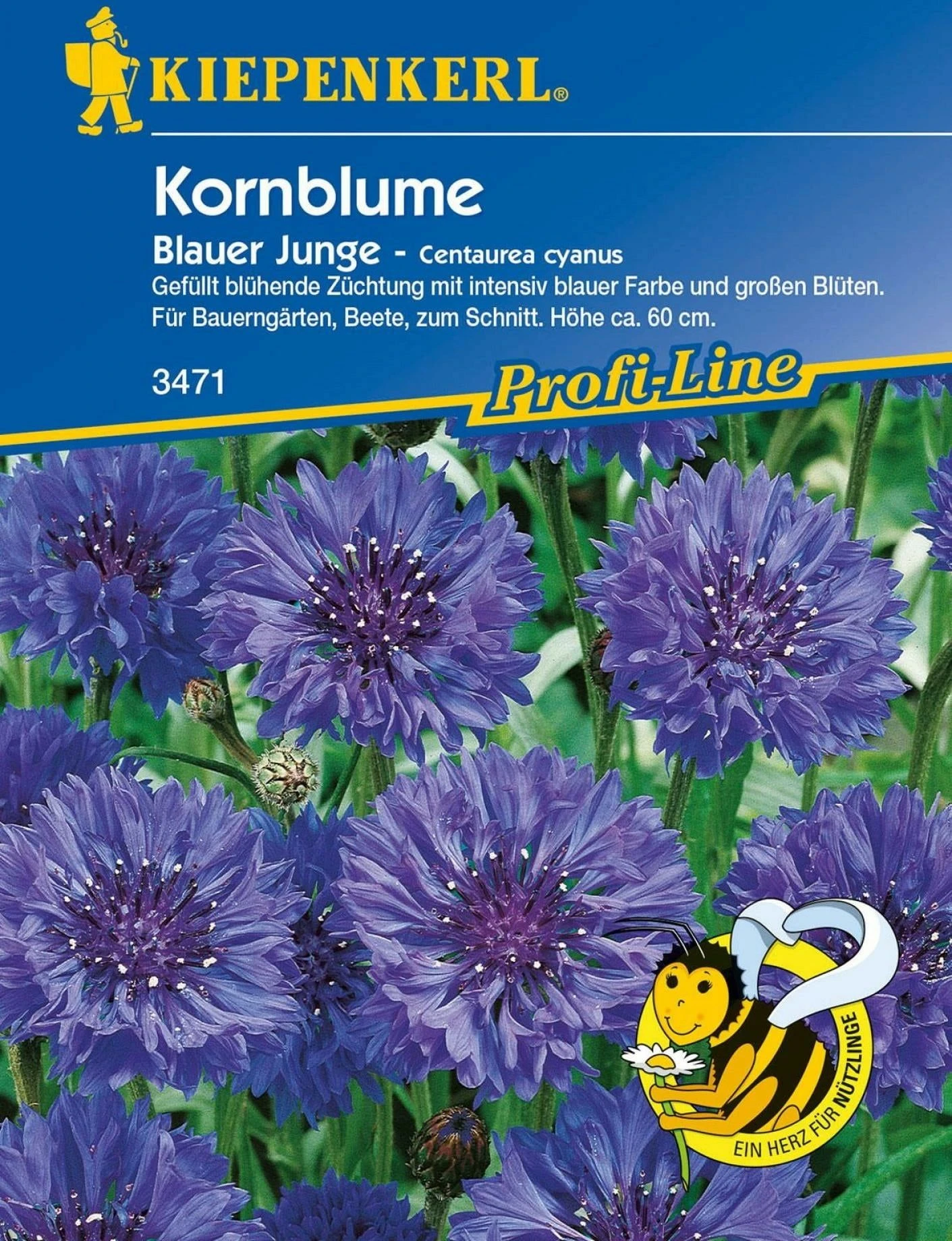 Kornblume "Blauer Junge" 4 Kornblume "Blauer Junge" – Bild 2