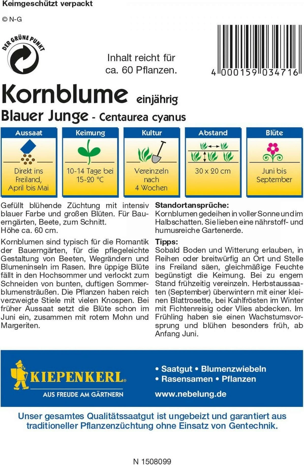 Kornblume "Blauer Junge" 3 Kornblume "Blauer Junge"
