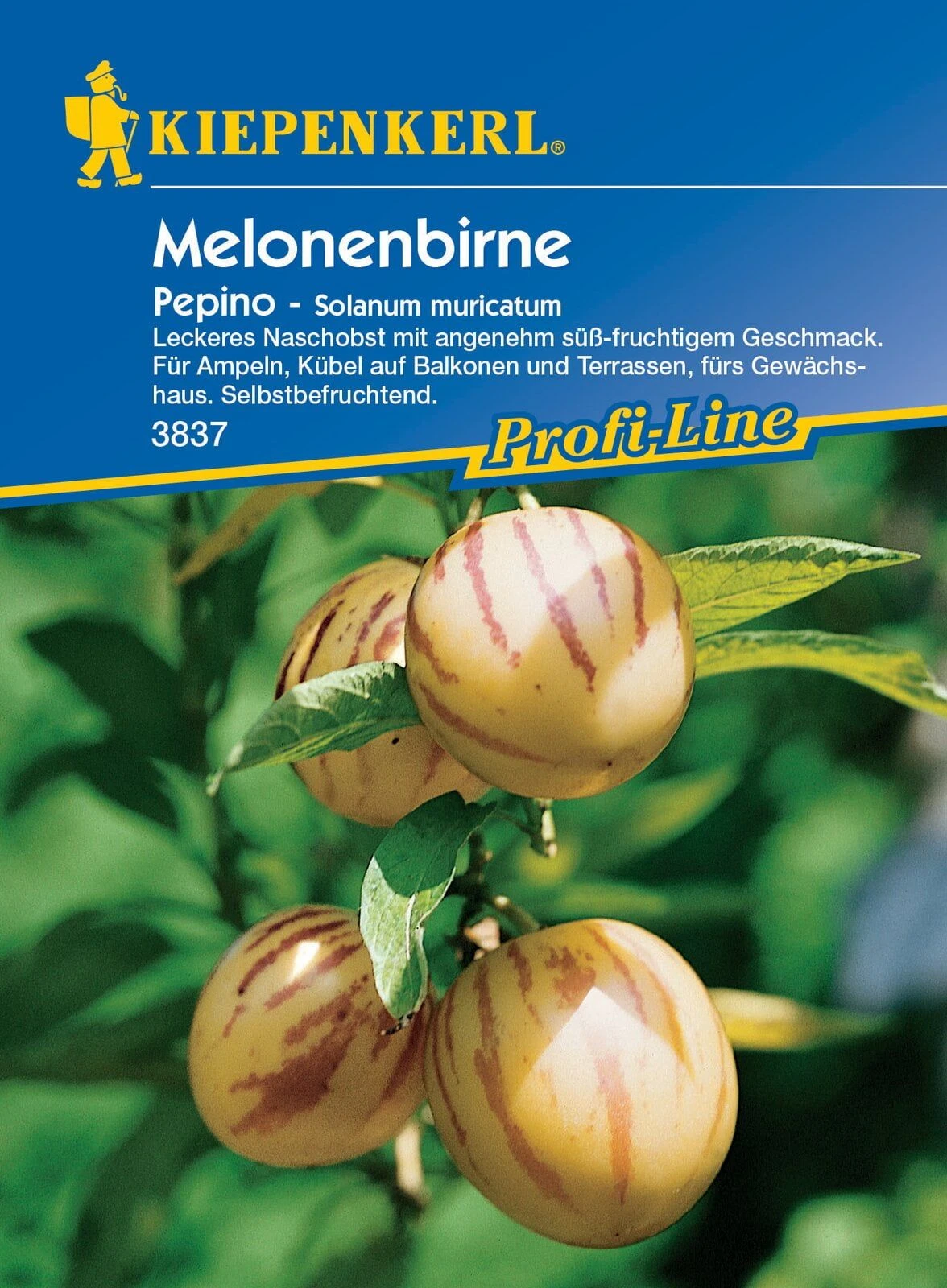 Melonenbirne "Pepino" 3 Melonenbirne "Pepino"