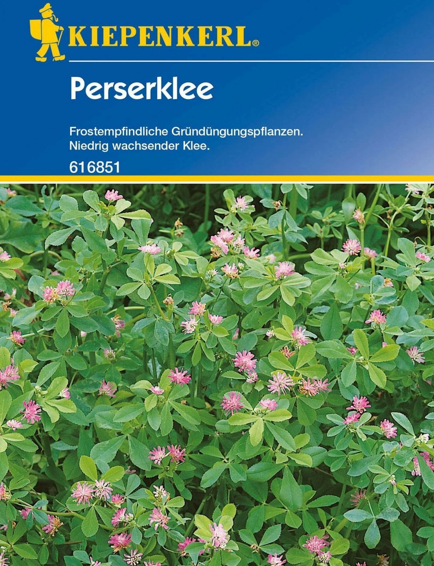 Perserklee "Gorby" 4 Perserklee "Gorby" – Bild 2