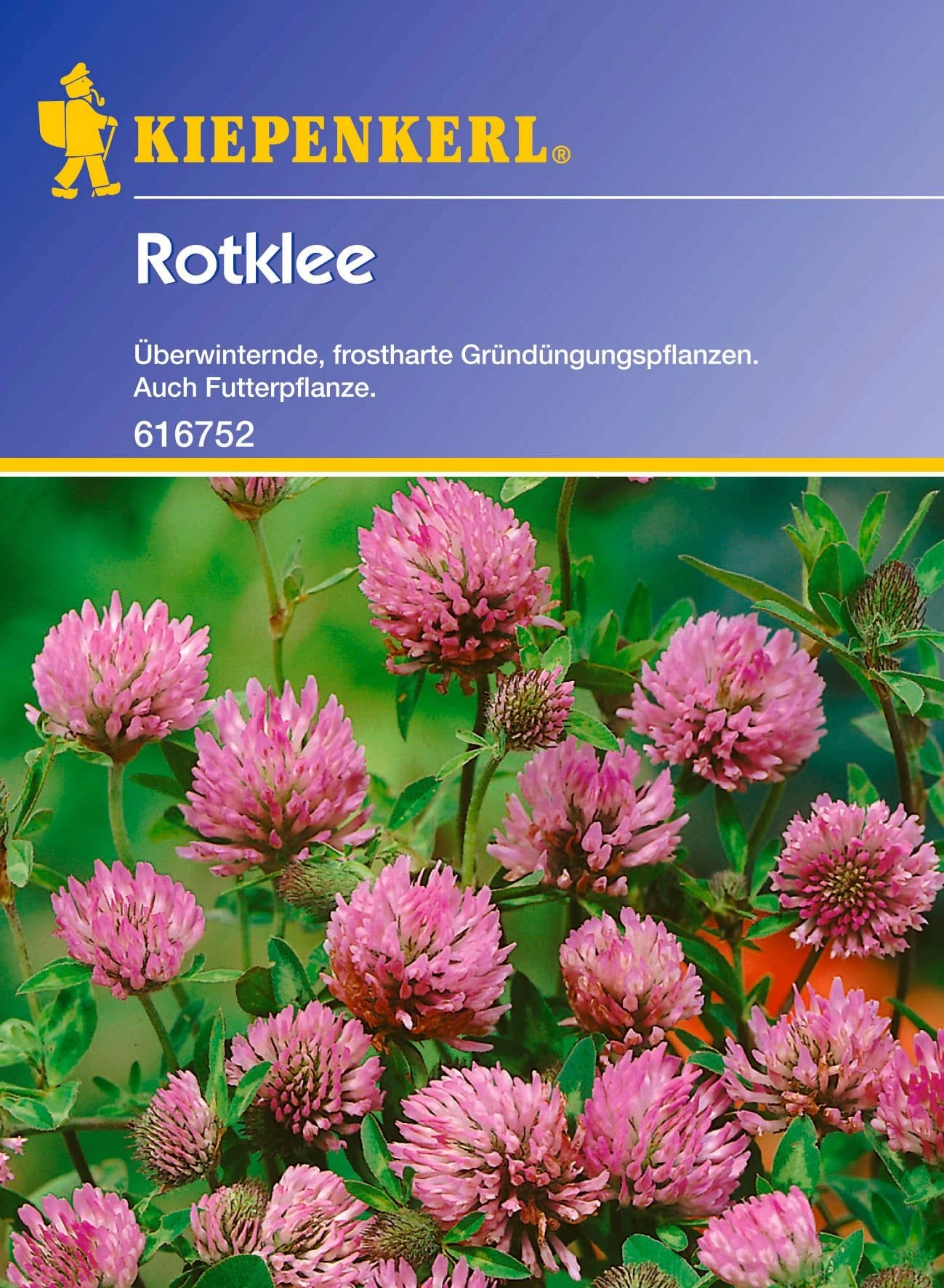 Rotklee 4 Rotklee – Bild 2