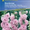 Stockrose "Chaters Double Pink" 1 Stockrose "Chaters Double Pink" -Deutschland Gartenbedarf Verkäufe 2024 kiepenkerl stockrose chaters double pink 1 packung 449016 de