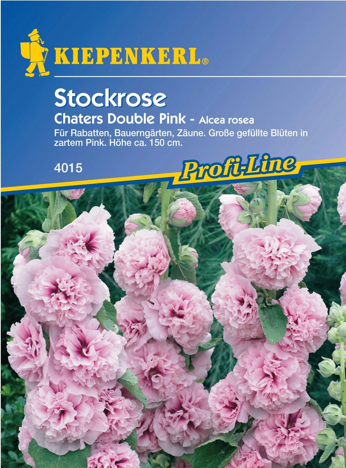 Stockrose "Chaters Double Pink" 3 Stockrose "Chaters Double Pink"