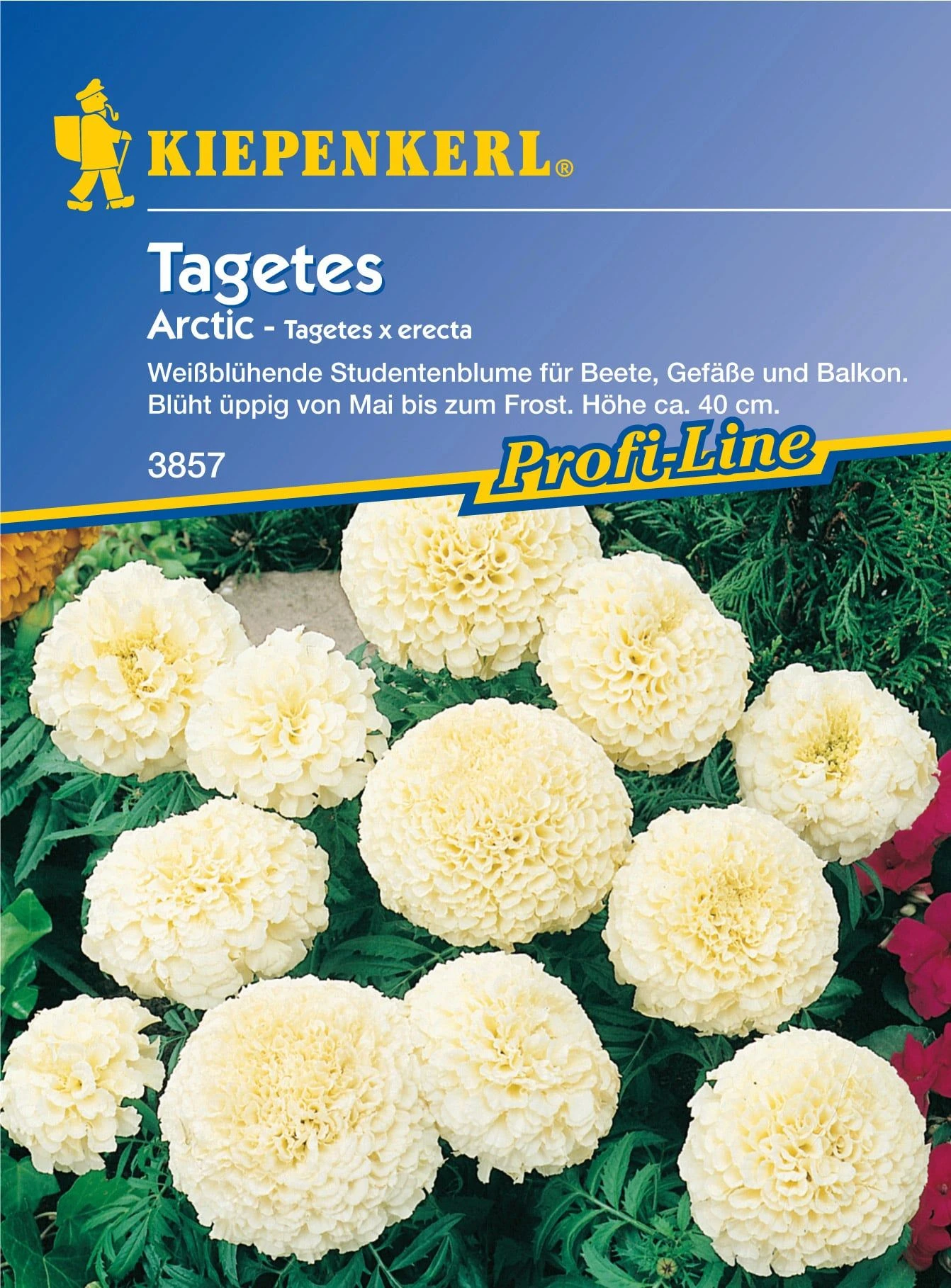 Tagetes "Arctic" 4 Tagetes "Arctic" – Bild 2