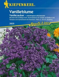 Vanilleblume "Vanillezauber"