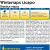 Winterraps "Licapo" 2 Winterraps "Licapo" -Deutschland Gartenbedarf Verkäufe 2024 kiepenkerl winterraps licapo 1 pkt 1209768 de
