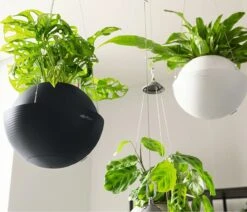 LECHUZA Blumenampel BOLA Color 32, Sandbraun 12 LECHUZA Blumenampel BOLA Color 32, Sandbraun -Deutschland Gartenbedarf Verkäufe 2024 lechuza blumenampel bola color 32 1274045 de