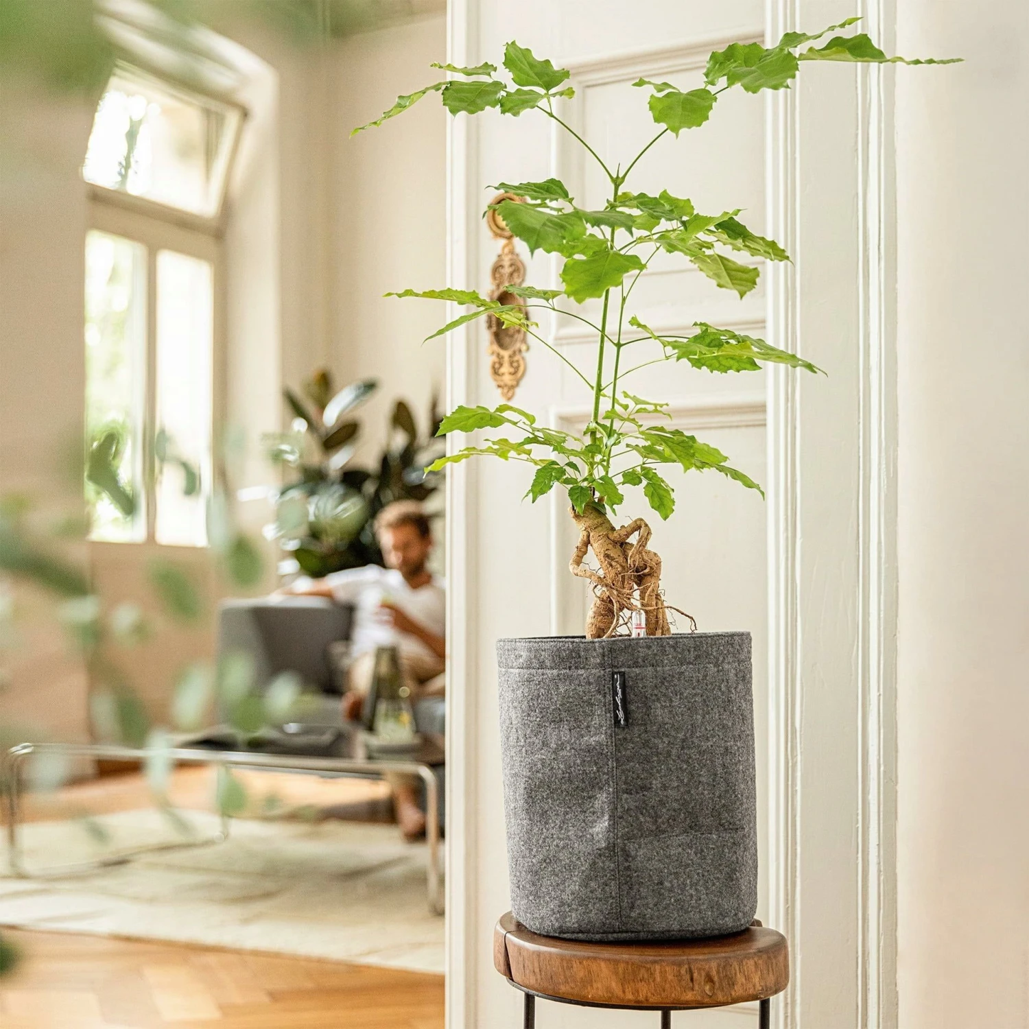 LECHUZA Pflanzgefäß TRENDCOVER "Filz" 23, Dark Grey 5 LECHUZA Pflanzgefäß TRENDCOVER "Filz" 23, Dark Grey – Bild 3