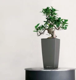 LECHUZA Tischgefäß MAXI CUBI, Weiß Hochglanz 14 LECHUZA Tischgefäß MAXI CUBI, Weiß Hochglanz -Deutschland Gartenbedarf Verkäufe 2024 lechuza maxi cubi tischgefaess 1163616 de