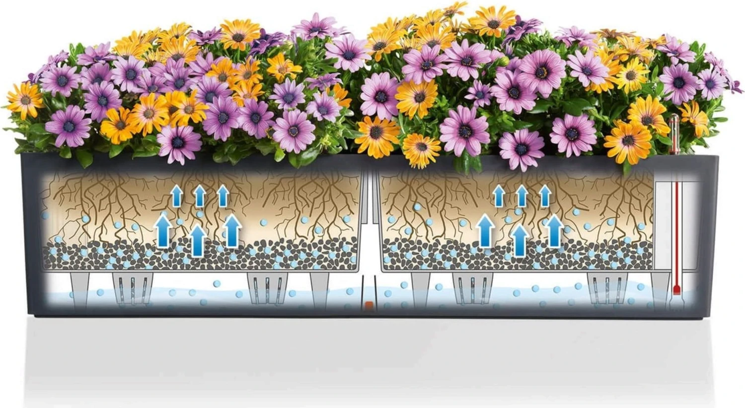 LECHUZA Pflanzgefäß BALCONERA Color 80, Schiefergrau 12 LECHUZA Pflanzgefäß BALCONERA Color 80, Schiefergrau – Bild 10