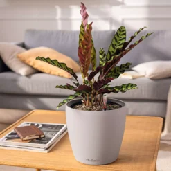 LECHUZA Pflanzgefäß CLASSICO Color LS 21, Schiefergrau 12 LECHUZA Pflanzgefäß CLASSICO Color LS 21, Schiefergrau -Deutschland Gartenbedarf Verkäufe 2024 lechuza pflanzgefaess classico color ls 21 muskat 1617201 de