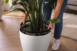 LECHUZA Pflanzgefäß CLASSICO Color LS 43, Sandbraun