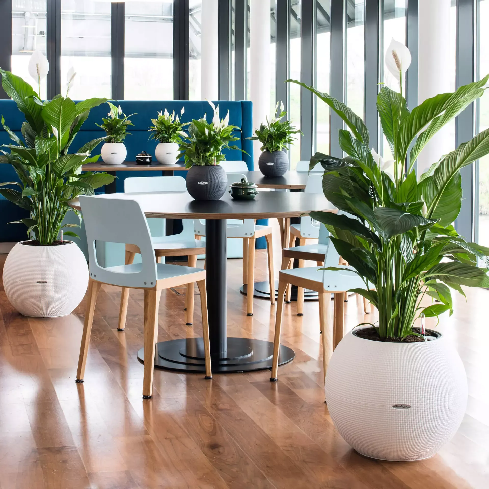 LECHUZA Pflanzgefäß PURO Color 50, Weiß, Weiß 4 LECHUZA Pflanzgefäß PURO Color 50, Weiß, Weiß – Bild 2