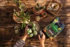 LECHUZA Substrat Cactus-PON, 6 Liter -Deutschland Gartenbedarf Verkäufe 2024 lechuza substrat cactus pon 6 liter 1684152 de