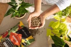 LECHUZA Substrat Mono-PON, 12 Liter 8 LECHUZA Substrat Mono-PON, 12 Liter -Deutschland Gartenbedarf Verkäufe 2024 lechuza substrat mono pon 12 liter 1684149 de