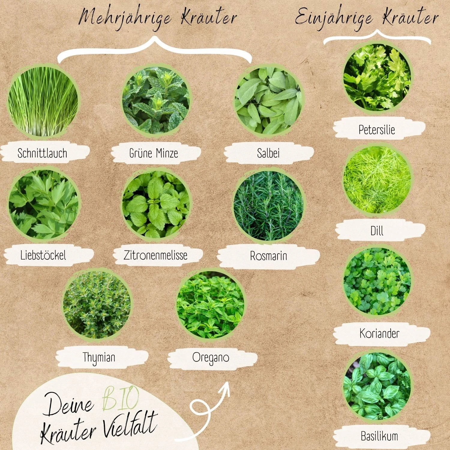Bio Kräutersamen Set 4 Bio Kräutersamen Set – Bild 2