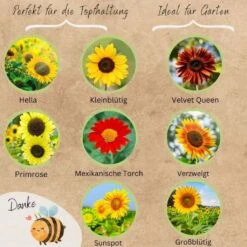 Bio Sonnenblumen Samen Set -Deutschland Gartenbedarf Verkäufe 2024 loveplants bio sonnenblumen samen set 1682929 de
