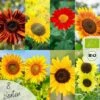 Bio Sonnenblumen Samen Set 2 Bio Sonnenblumen Samen Set -Deutschland Gartenbedarf Verkäufe 2024 loveplants bio sonnenblumen samen set 1682934 de