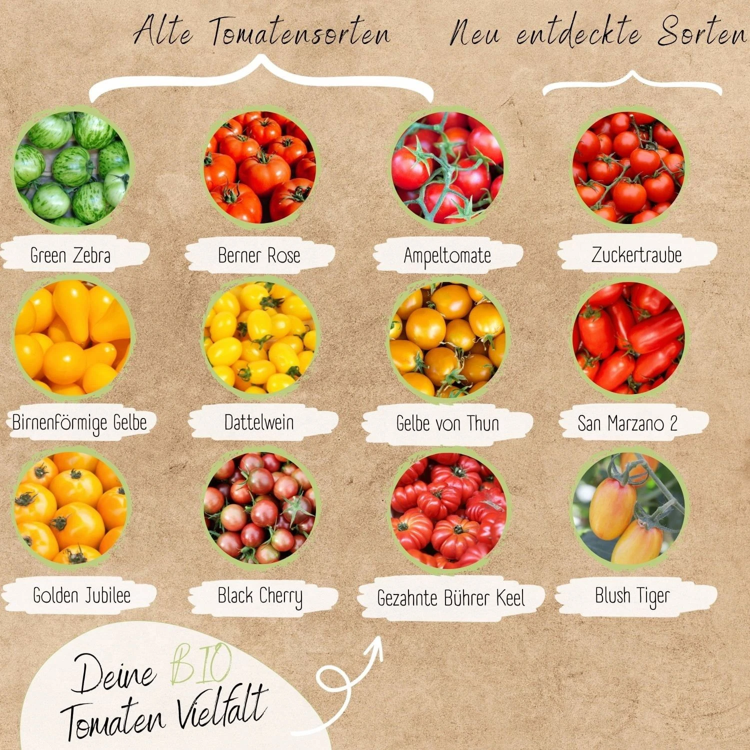 Bio Tomatensamen Set 5 Bio Tomatensamen Set – Bild 3