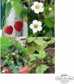 Alte Erdbeersorten - Samenset