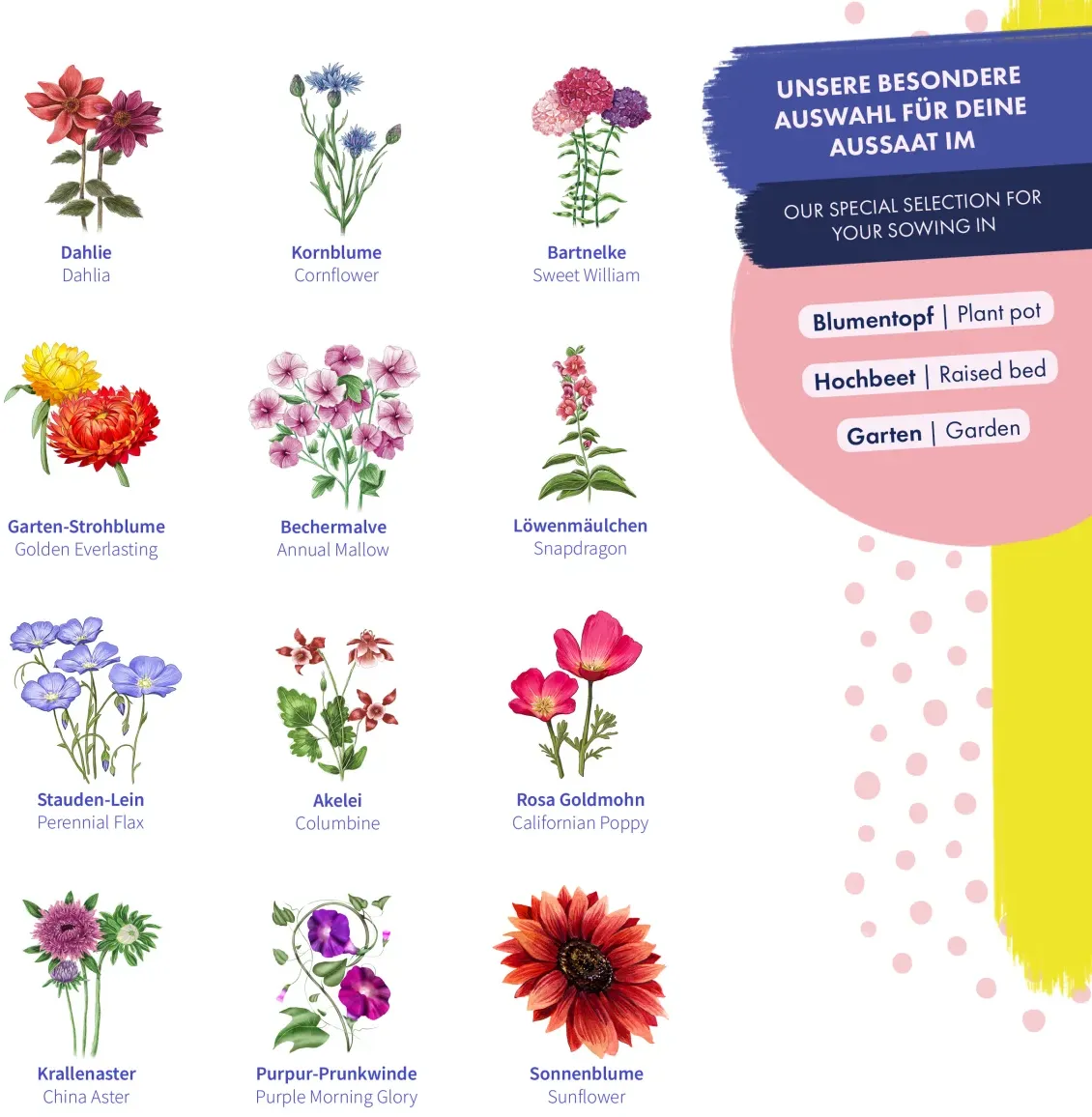 Blumensamen - Wild & Farbenfroh 4 Blumensamen - Wild & Farbenfroh – Bild 2