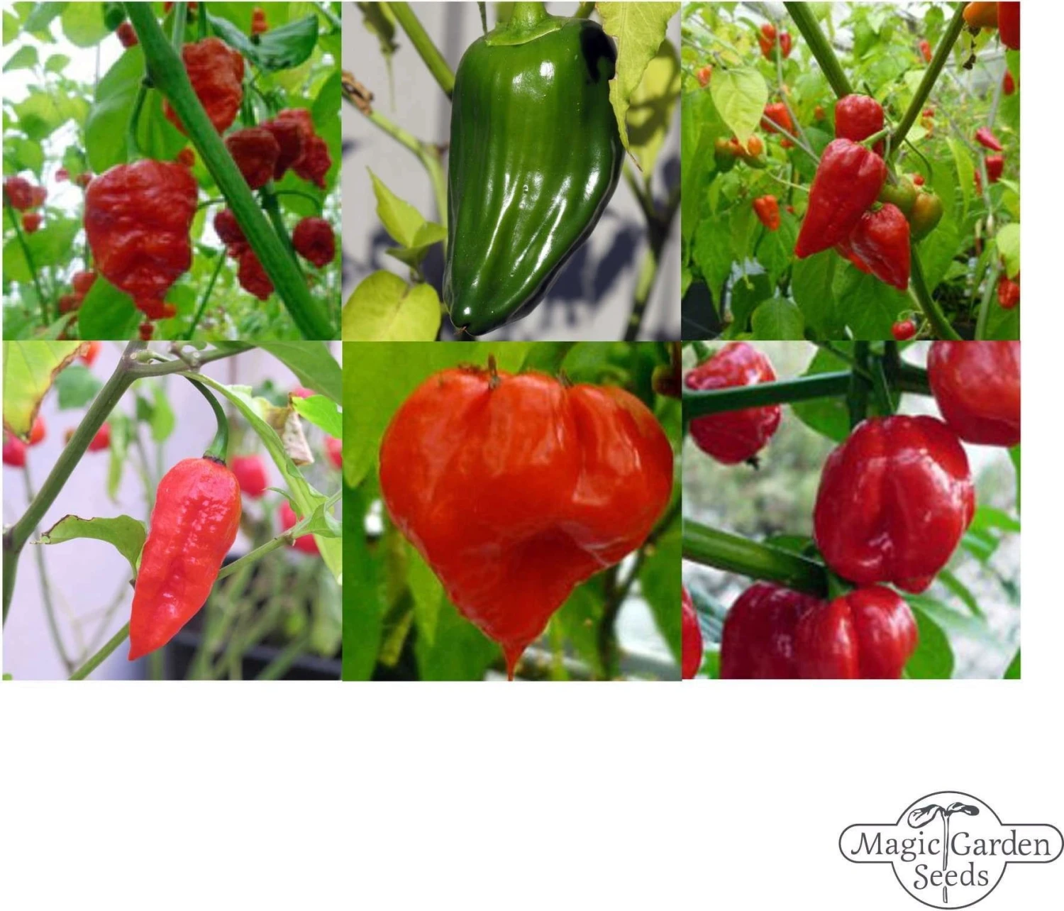 Die Schärfsten Chilisorten Der Welt - Samenset, Geschenkset 3 Die Schärfsten Chilisorten Der Welt - Samenset, Geschenkset