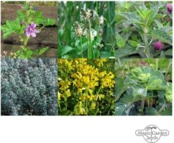 Heilende Bergkräuter - Samenset 19 Heilende Bergkräuter - Samenset -Deutschland Gartenbedarf Verkäufe 2024 magic garden seeds heilende bergkraeuter samenset 1680195 de