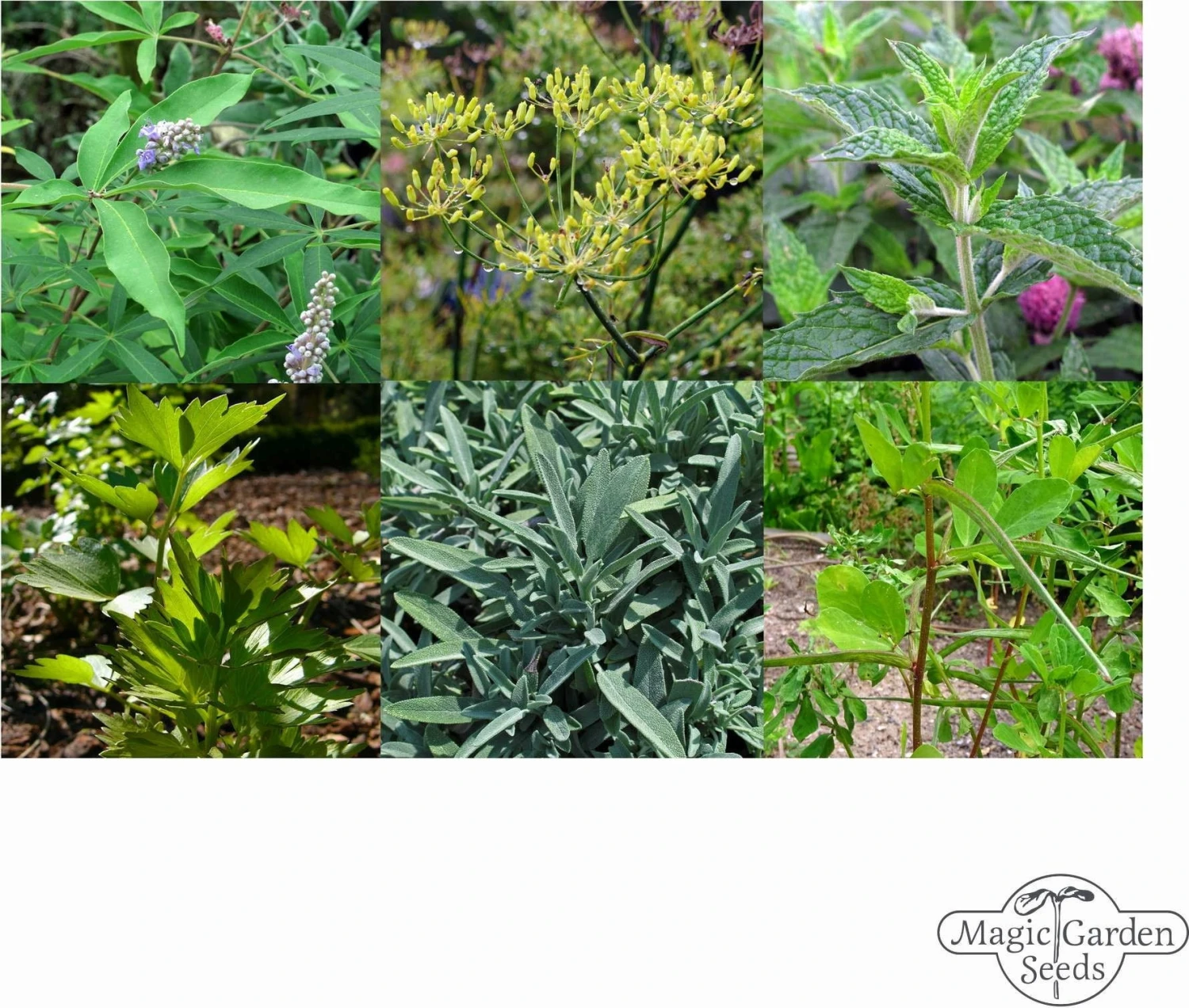 Hildegard Von Bingen: Klostergarten - Samenset 9 Hildegard Von Bingen: Klostergarten - Samenset – Bild 7