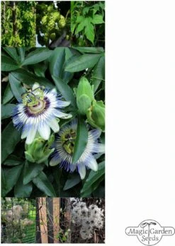 Mehrjährige Kletterpflanzen - Samenset, Samenset -Deutschland Gartenbedarf Verkäufe 2024 magic garden seeds mehrjaehrige kletterpflanzen samenset 1 set 1305699 de