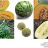 Robuste Melonen - Samenset 1 Robuste Melonen - Samenset -Deutschland Gartenbedarf Verkäufe 2024 magic garden seeds robuste melonen samenset 1680175 de