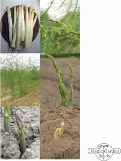 Spargel Vielfalt - Samenset 13 Spargel Vielfalt - Samenset -Deutschland Gartenbedarf Verkäufe 2024 magic garden seeds spargel vielfalt samenset 1 set 1306206 de