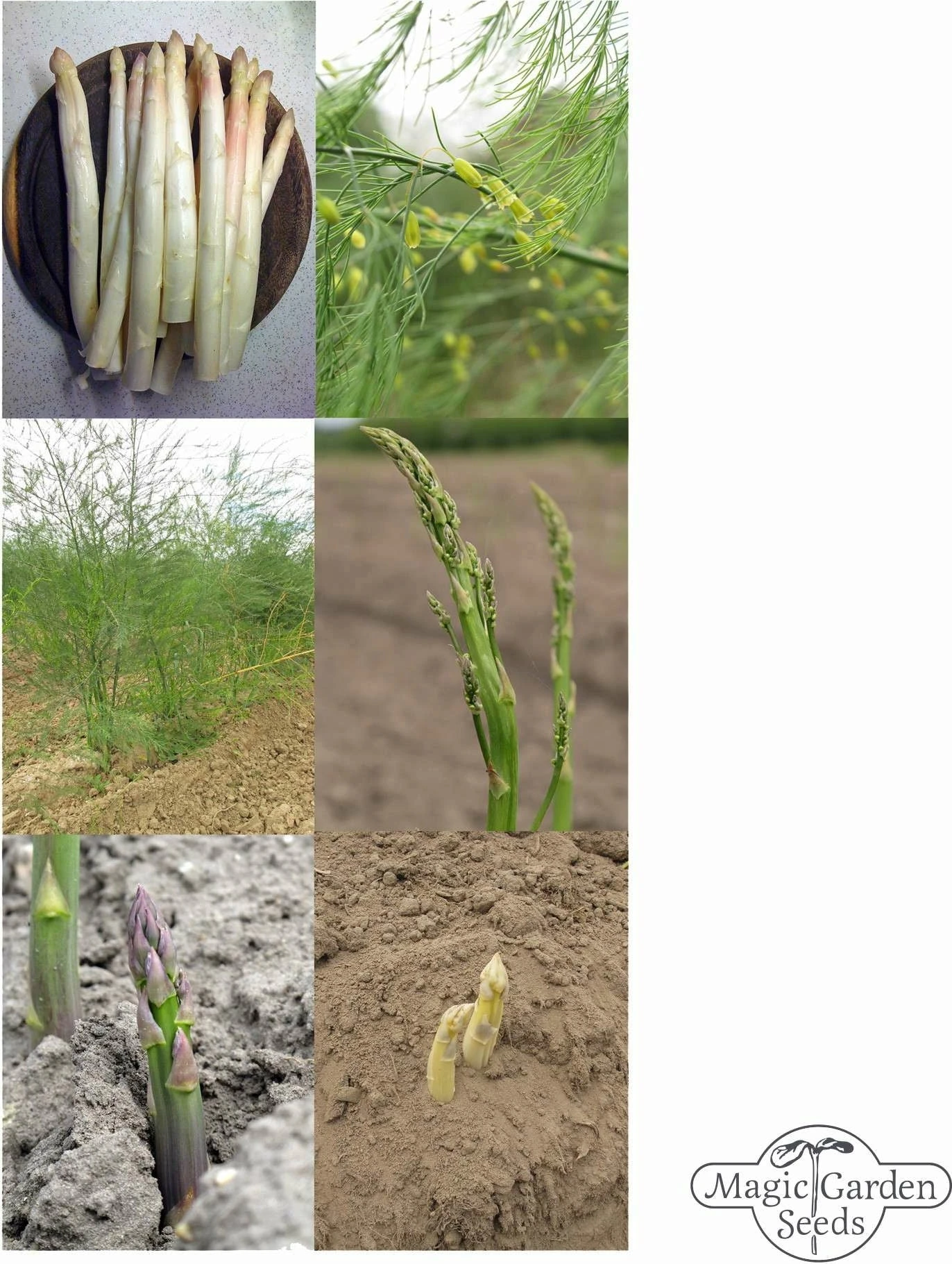 Spargel Vielfalt - Samenset 6 Spargel Vielfalt - Samenset – Bild 4