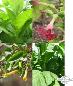 Tabak Vielfalt - Samenset -Deutschland Gartenbedarf Verkäufe 2024 magic garden seeds tabak vielfalt samenset 1680772 de