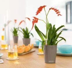 LECHUZA Tischgefäß MINI DELTINI, Weiß 15 LECHUZA Tischgefäß MINI DELTINI, Weiß -Deutschland Gartenbedarf Verkäufe 2024 mini deltini tischgefaess 673210 de