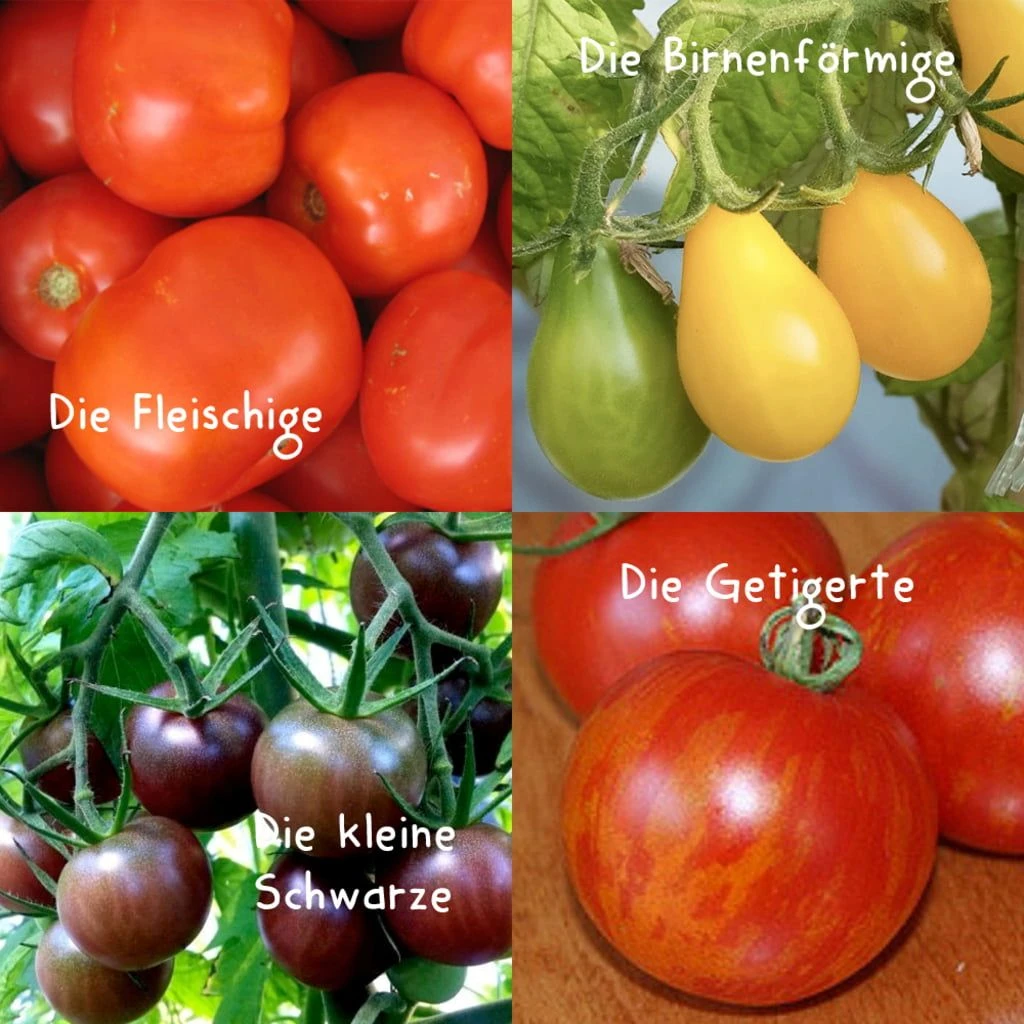Gemüsesamen-Set "Alles Tomate" 6 Gemüsesamen-Set "Alles Tomate" – Bild 4