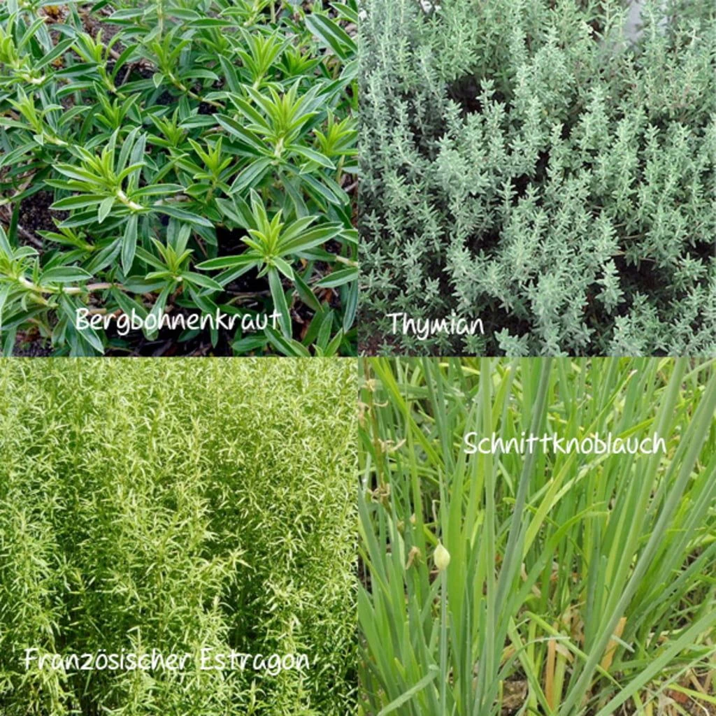 Samen-Set "Barbecue Garten" 3 Samen-Set "Barbecue Garten"