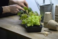 Anzuchtschale Solid 14 X 68 Cm -Deutschland Gartenbedarf Verkäufe 2024 nelson garden anzuchtschale solid 14 x 68 cm 1460248 de