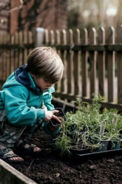 Anzuchtschale Solid 24 X 38 Cm 10 Anzuchtschale Solid 24 X 38 Cm -Deutschland Gartenbedarf Verkäufe 2024 nelson garden anzuchtschale solid 24 x 38 cm 1460357 de