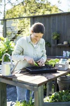 Anzuchtschale Solid 24 X 38 Cm 9 Anzuchtschale Solid 24 X 38 Cm -Deutschland Gartenbedarf Verkäufe 2024 nelson garden anzuchtschale solid 24 x 38 cm 1460371 de