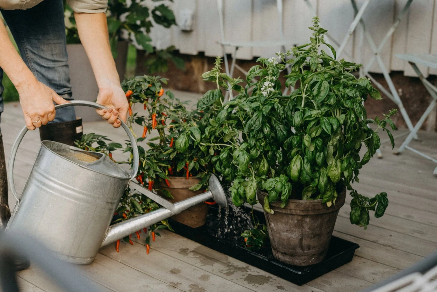 Anzuchtschale Solid 26 X 68 Cm 3 Anzuchtschale Solid 26 X 68 Cm