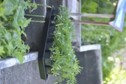 Anzuchtschale Solid 26 X 68 Cm 11 Anzuchtschale Solid 26 X 68 Cm -Deutschland Gartenbedarf Verkäufe 2024 nelson garden anzuchtschale solid 26 x 68 cm 1460548 de