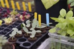 Mini-Topfplatte 3er-Pack 7 Mini-Topfplatte 3er-Pack -Deutschland Gartenbedarf Verkäufe 2024 nelson garden mini topfplatte 3er pack 1516861 de