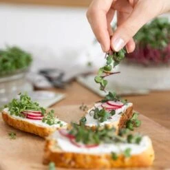 Bio Microgreens 8er Set -Deutschland Gartenbedarf Verkäufe 2024 own grown bio microgreens 8er set 1679542 de