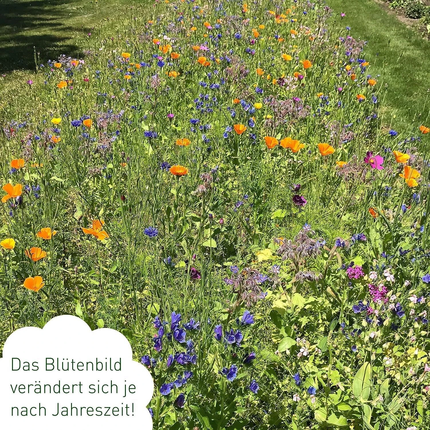 Blumenmischung "Bienenwiese" 8 Blumenmischung "Bienenwiese" – Bild 6