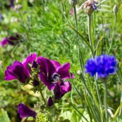 Blumenmischung "Insekteninsel" -Deutschland Gartenbedarf Verkäufe 2024 own grown blumenmischung insekteninsel 1527557 de