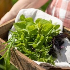 Cocktail Garten-Samen-Set -Deutschland Gartenbedarf Verkäufe 2024 own grown cocktail garten samen set 1682446 de