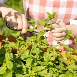 Cocktail Garten-Samen-Set -Deutschland Gartenbedarf Verkäufe 2024 own grown cocktail garten samen set 1682447 de