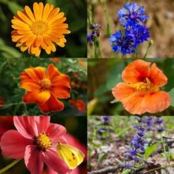 Delikatess-Blüten 6er Saatgut-Set 11 Delikatess-Blüten 6er Saatgut-Set -Deutschland Gartenbedarf Verkäufe 2024 own grown delikatess blueten 6er saatgut set 1 set 1679254 de